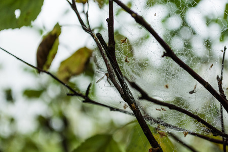 Spiderweb With Mosquitoの写真素材