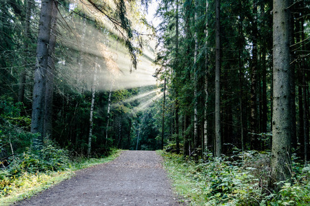 God Rays On Pathの写真素材