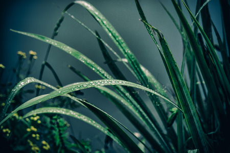 Water Dros At Grassの写真素材