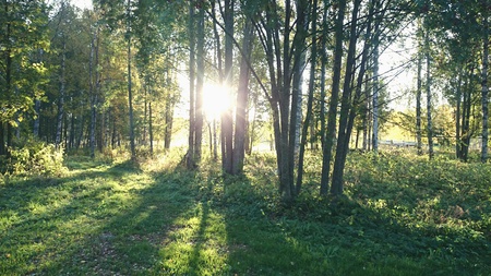 Sun behind trees