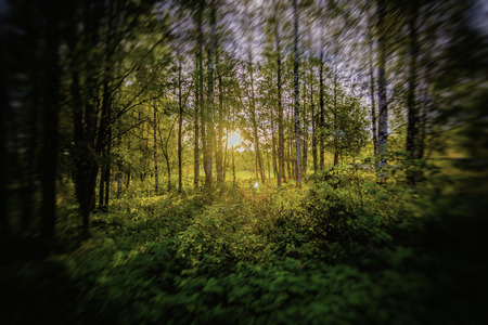 Sun Behind Trees 