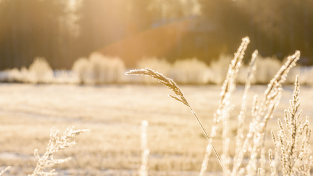 Winter natureの写真素材