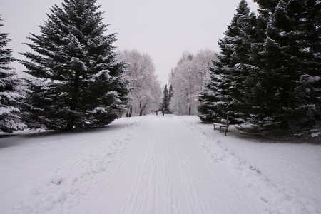 Winter natureの写真素材
