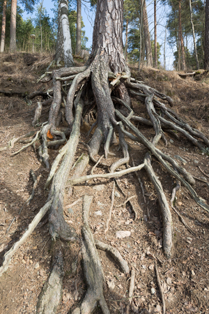 Rootsの写真素材