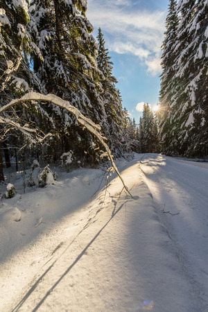 Winter natureの写真素材