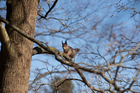 Squirrel
