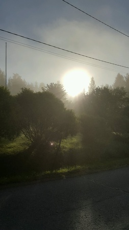 sunset Between treesの素材