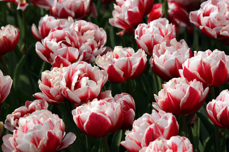 Tulips in Holland.の写真素材