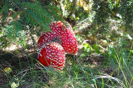 Amanita in the grass under the spruce.の写真素材