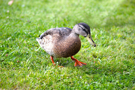 Wld duck on the grass.の写真素材