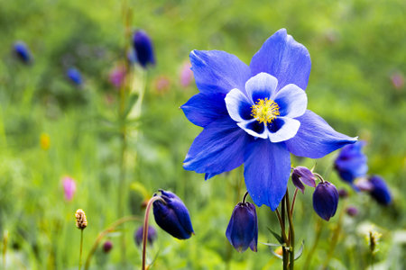 Blue aquilegia flower in a green meadowの写真素材