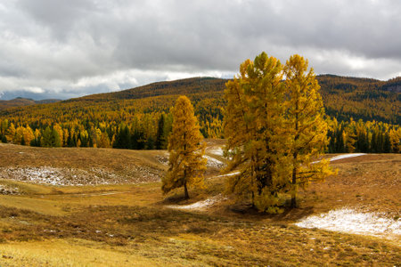 Autumn mountains. Yellowed larch trees and forested mountains in the background.の写真素材