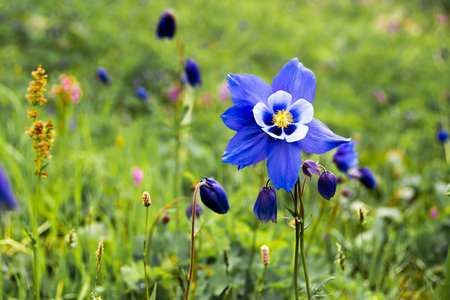 Blue aquilegia flower in a green meadow