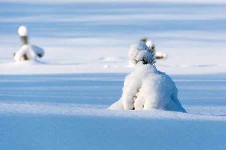 Small pines grow on a forest glade covered with snow in winterの写真素材