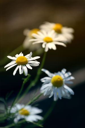 white daisyの写真素材