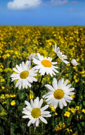 white daisy in oilseed rapeの写真素材