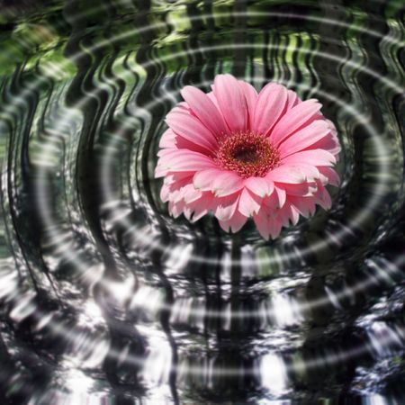Gerbera in waterの写真素材