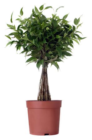 Plant on whiteの写真素材