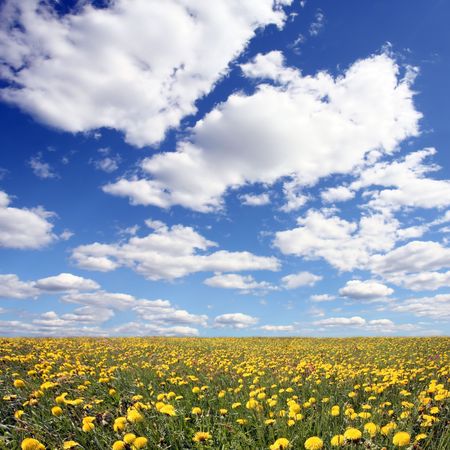 Summer landscape の写真素材