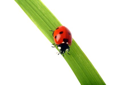 Red Ladybird on a grass の写真素材