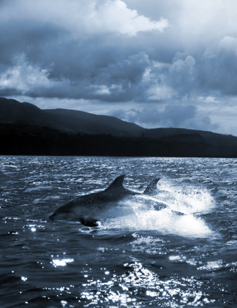 dolphin jump out of the water in sea の写真素材