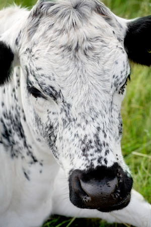black and white cowの写真素材