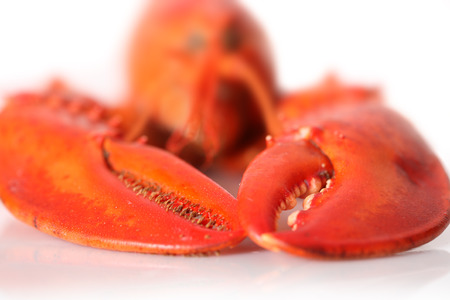 red lobster isolated on white backgroundの写真素材