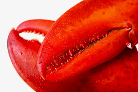 Crusher Clawの写真素材