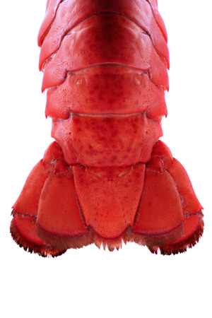  Lobster Tail - Backlit の写真素材