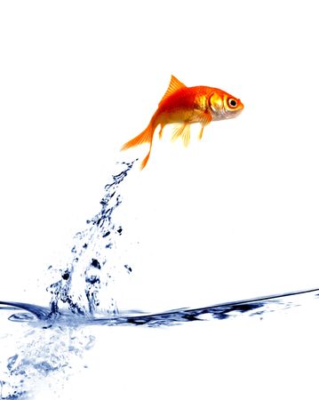 goldfish jumping out of the waterの写真素材