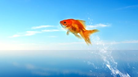 goldfish jumping out of the waterの写真素材