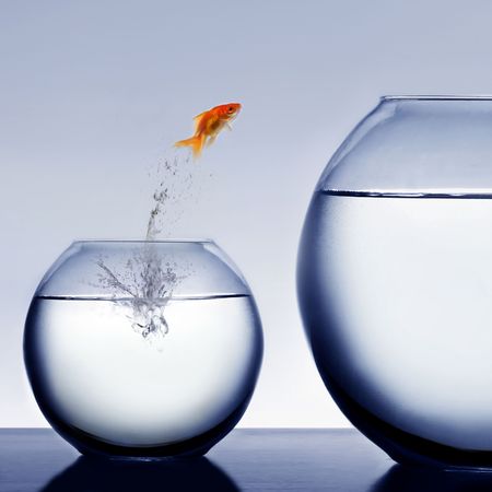 goldfish jumping out of the waterの写真素材