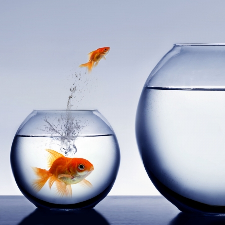 goldfish jumping out of the waterの写真素材