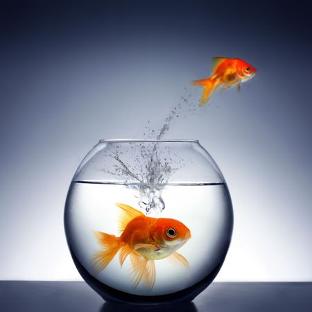 goldfish jumping out of the waterの写真素材