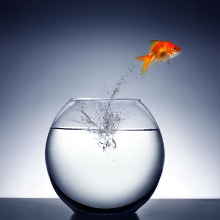 goldfish jumping out of the waterの写真素材