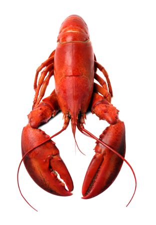 whole red lobster isolated on white backgroundの写真素材