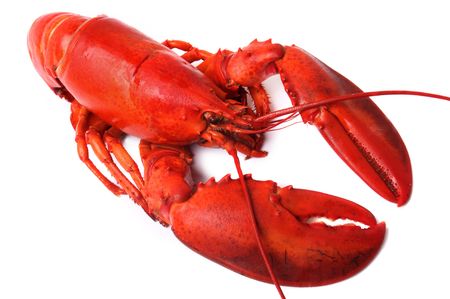 whole red lobster isolated on white backgroundの写真素材