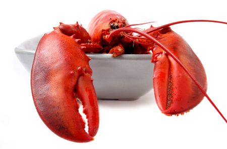 red lobster isolated on white backgroundの写真素材