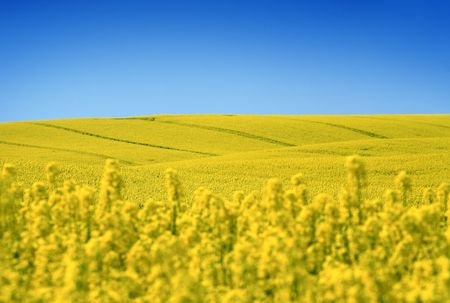 yellow field with oil seed rape in early springの写真素材