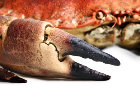 crab shot on a white backdropの写真素材
