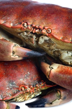crab shot の写真素材