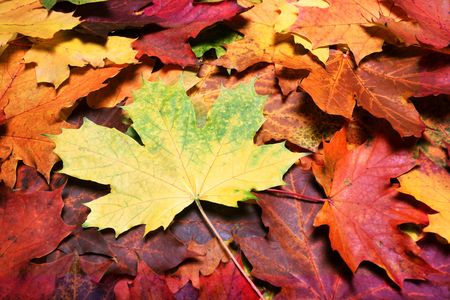Leaves of autumnの写真素材
