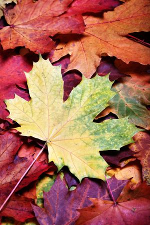 Leaves of autumnの写真素材