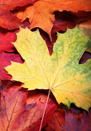 Leaves of autumnの写真素材