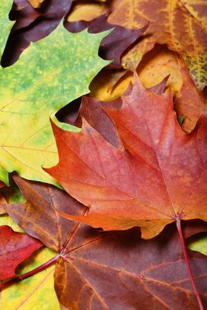 Leaves of autumnの写真素材