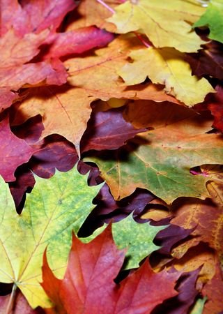 Leaves of autumnの写真素材