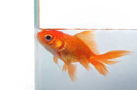 Goldfish wants more spaceの写真素材