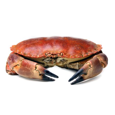 crab shot on a white backdrop の写真素材