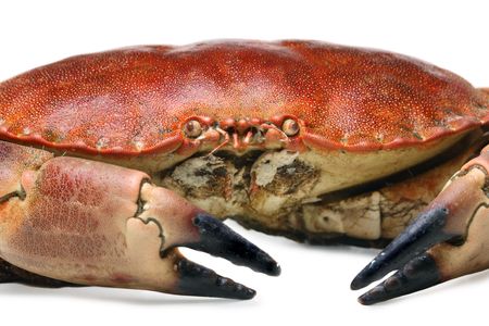 crab shot on a white backdropの写真素材