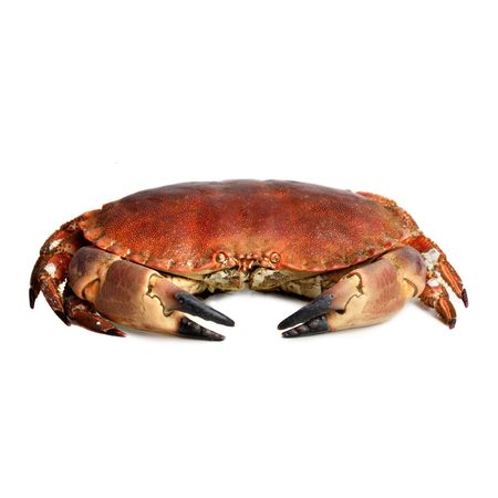 crab shot on a white backdropの写真素材